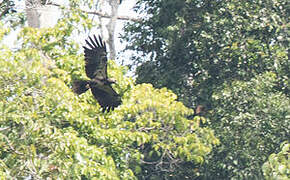 Gurney's Eagle