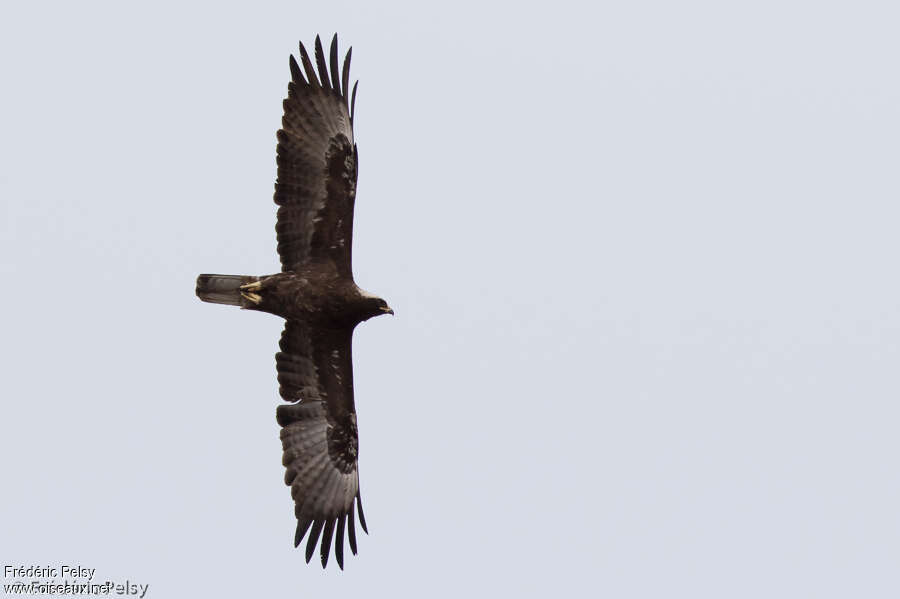 Aigle de Wahlbergadulte, Vol