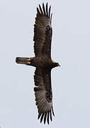 Wahlberg's Eagle