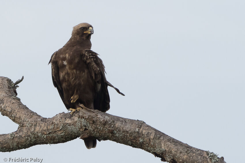 Aigle de Wahlbergadulte