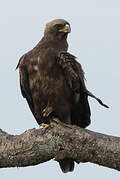 Wahlberg's Eagle