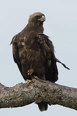 Aigle de Wahlberg