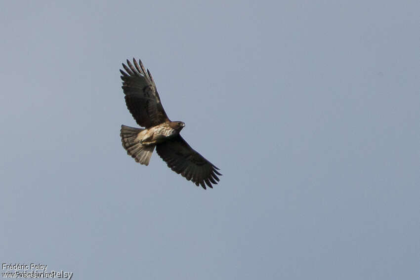 Aigle de Weiskeadulte, Vol