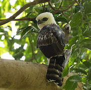 Sulawesi Hawk-Eagle