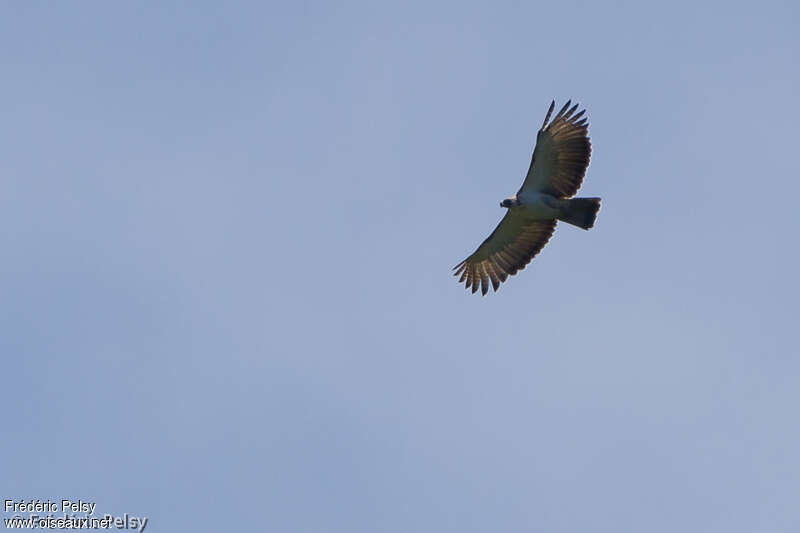 Philippine Eagleadult, pigmentation, Flight