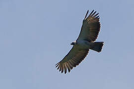 Philippine Eagle