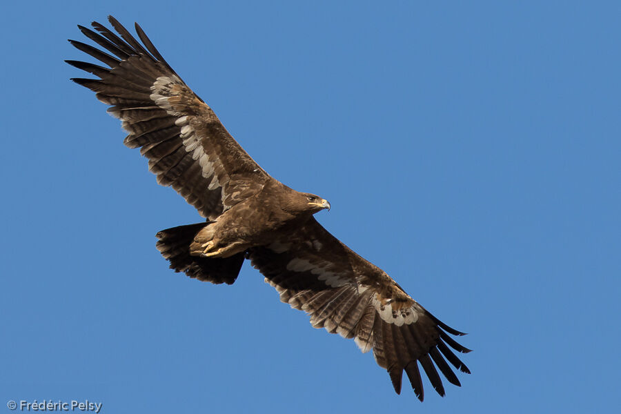 Aigle des steppesimmature, Vol