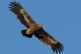 Steppe Eagle