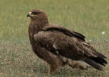 Aigle des steppes