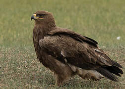 Aigle steppes 1 - Tri par Frédéric Pelsy - ref:frpe