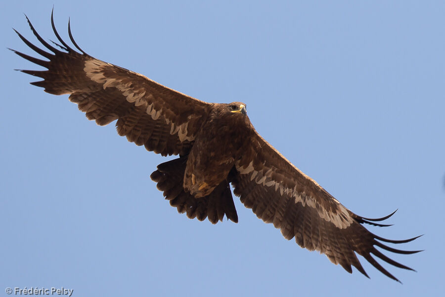 Steppe Eagleimmature, Flight