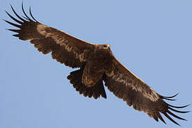 Steppe Eagle