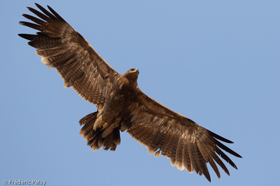 Aigle des steppesadulte, Vol