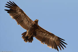 Steppe Eagle