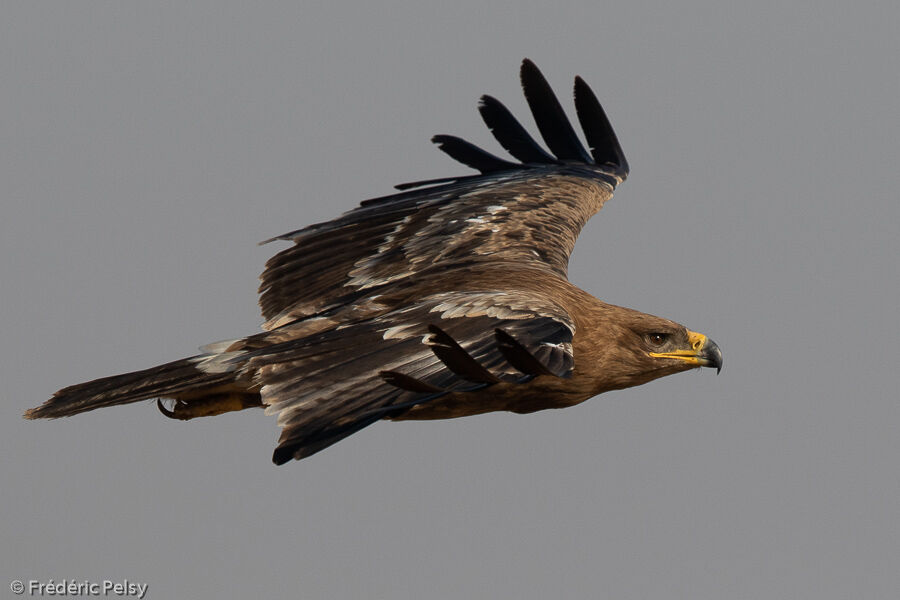 Aigle des steppesimmature