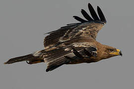 Steppe Eagle