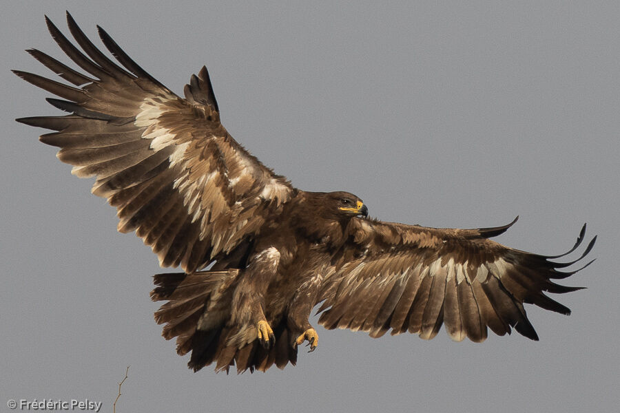 Aigle des steppes, Vol