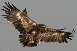 Steppe Eagle