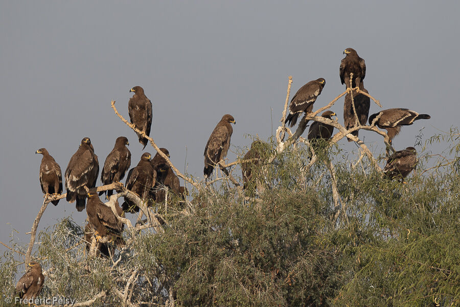 Steppe Eagle