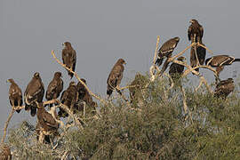 Aigle des steppes