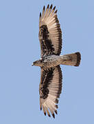 African Hawk-Eagle