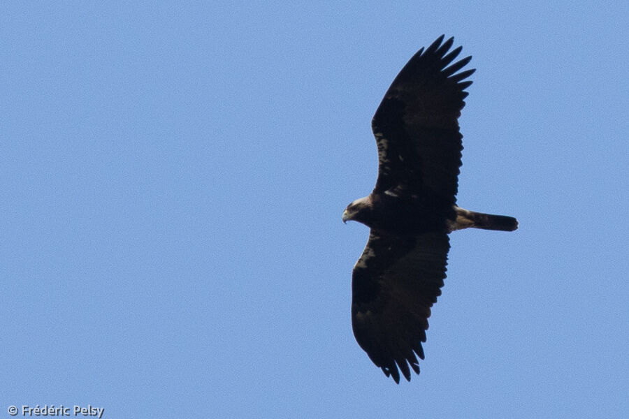 Aigle ibériqueadulte