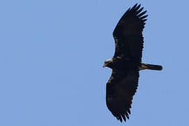 Spanish Imperial Eagle