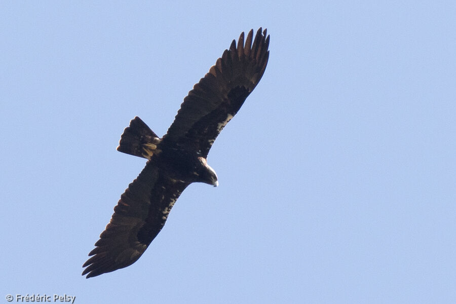 Aigle ibériqueadulte