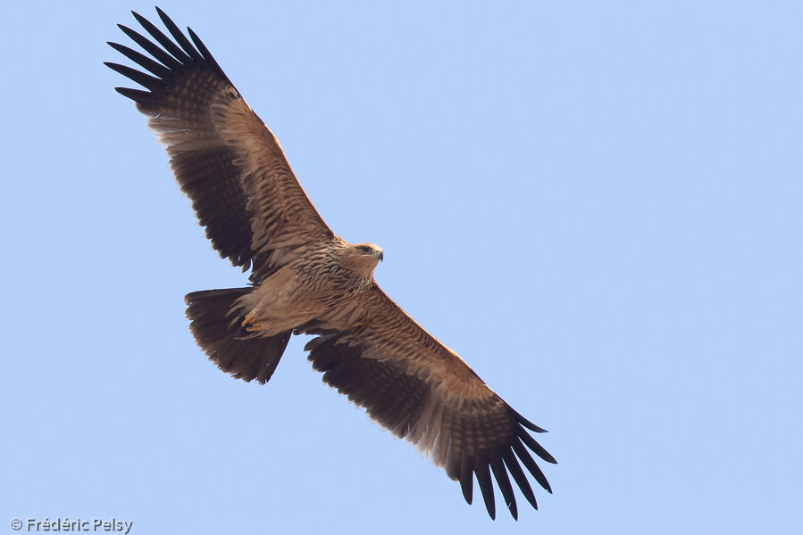 Aigle impérialimmature, Vol