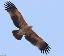 Eastern Imperial Eagle