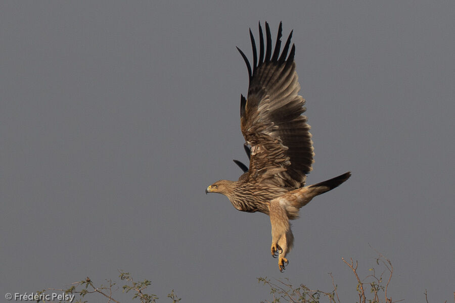 Aigle impérialimmature, Vol