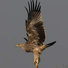 Aigle impérial