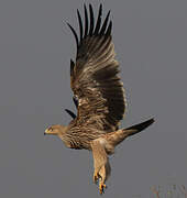 Eastern Imperial Eagle