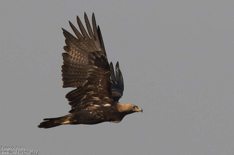 Aigle impérialadulte, Vol