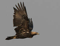 Eastern Imperial Eagle