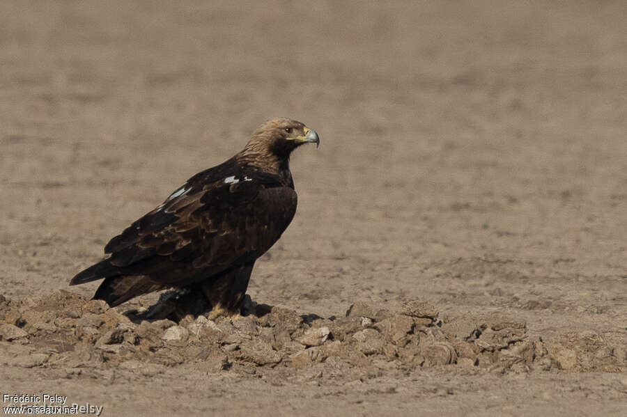 Eastern Imperial Eagleadult, identification