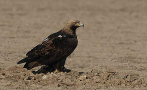 Eastern Imperial Eagle