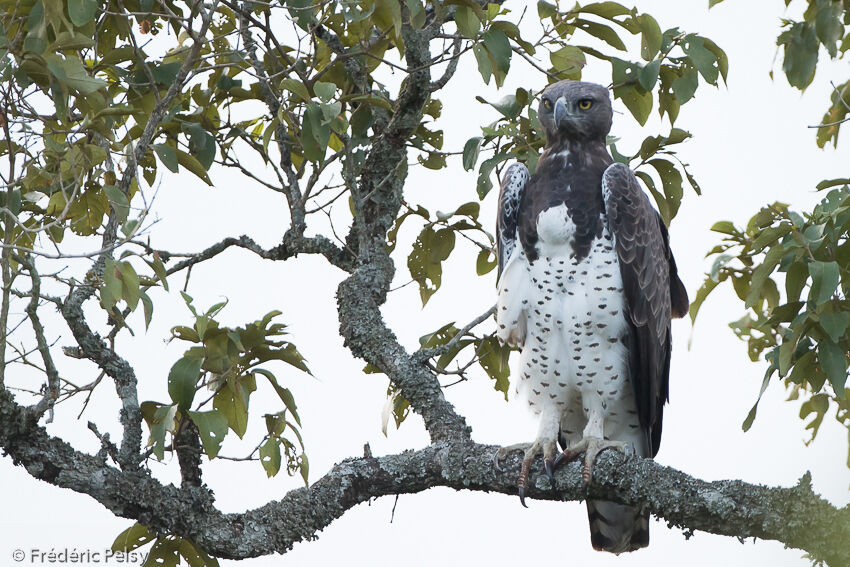 Aigle martialadulte