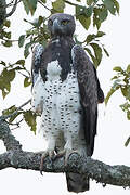 Martial Eagle