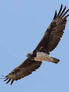 Martial Eagle