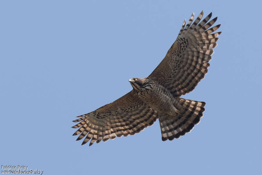 Aigle montagnardadulte, identification, Vol