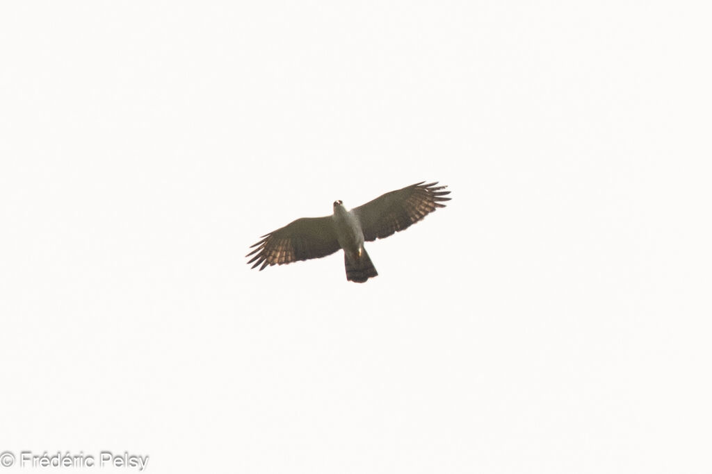 Aigle noir et blanc, Vol