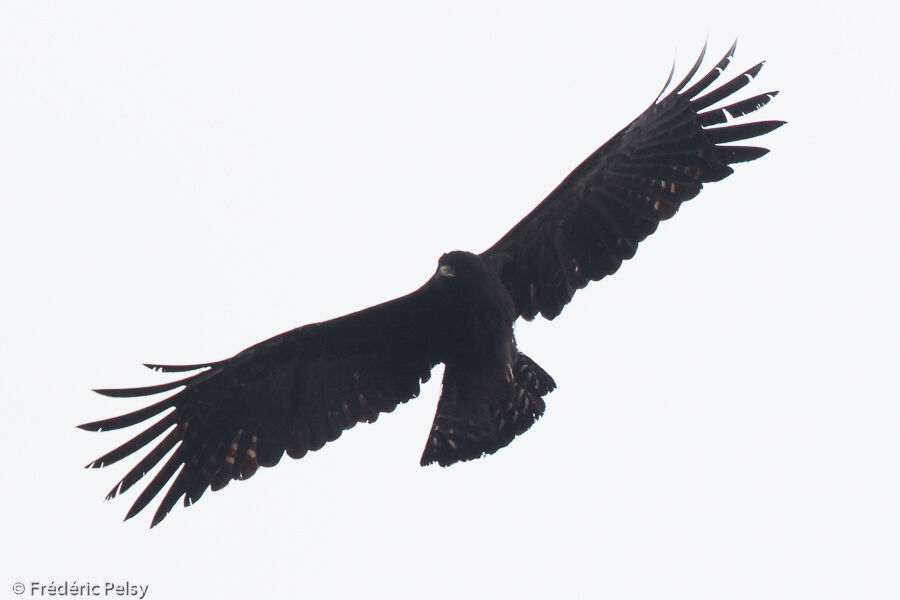 Black Eagle, Flight