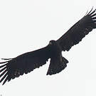 Aigle noir