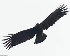 Black Eagle