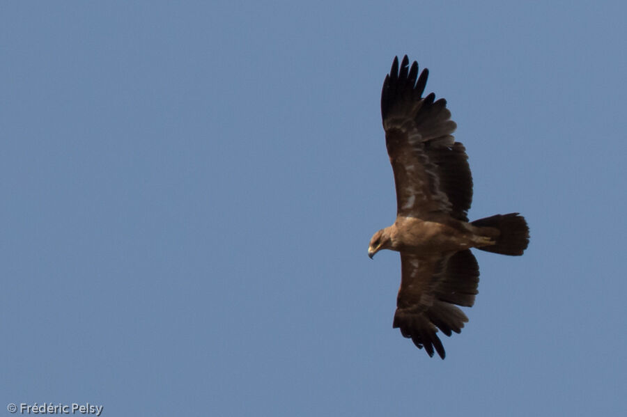 Aigle ravisseur, Vol