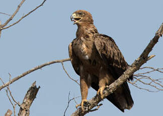 Aigle ravisseur