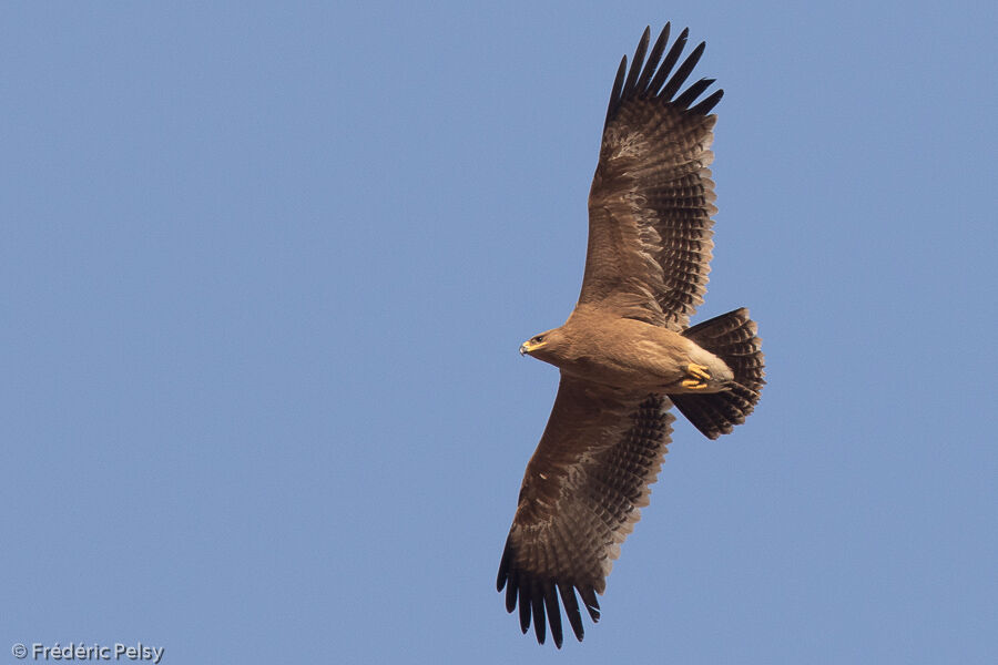 Aigle ravisseurjuvénile, Vol