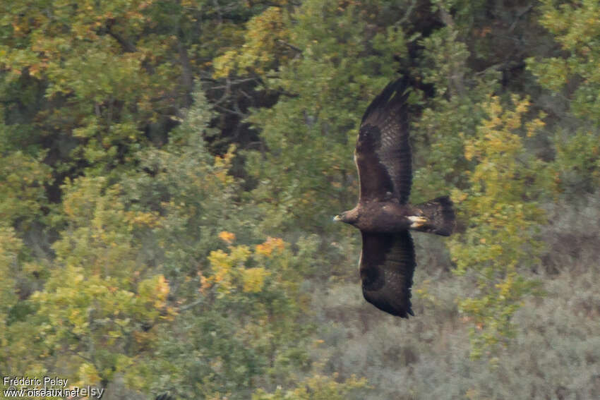 Golden Eagleadult, Flight