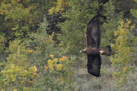 Golden Eagle